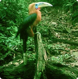 Image by chphommachanh@saolafoundation.org