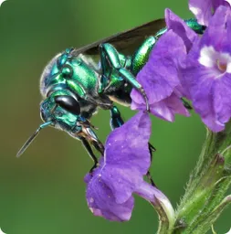 Image by WCS