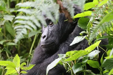 Kahuzi-Biega