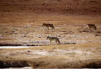 Image by awang@wcs.org