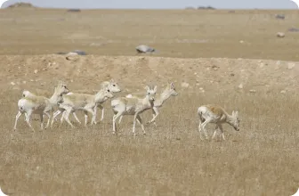 Image by bariunbaatar@wcs.org