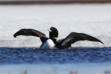 Yellow-bellied loon