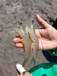Pesca