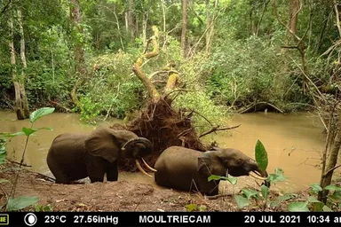 Elephants caught on camera trap in Mbam et Djerem National Park.