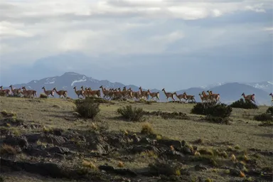 Guanacos, Terrestrial Patagonia