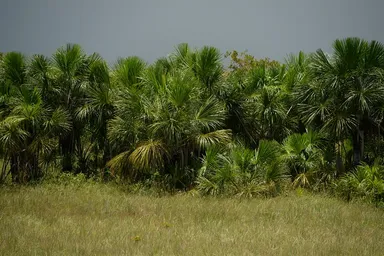 Mauritia flexuosa