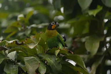 Pyrilia barrandi