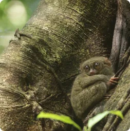 Image by WCS