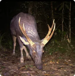 Image by WCS