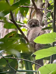 2023_Bioparc_Farankaraina_Avahi laineux (3).jpeg