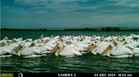 Aves Lagunas