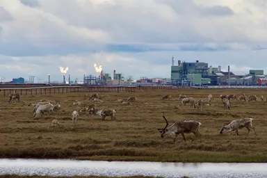 Caribou