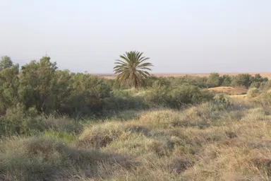 habitat ungrazed.jpg
