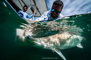 Shark Sanctuary Restoration (4).jpg