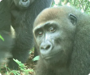 Image by WCS Nigeria