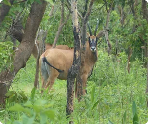 Image by nahmed@wcs.org