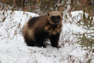 Wolverine