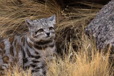 Andean cat