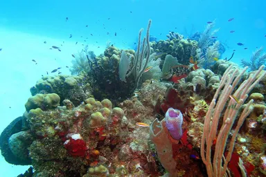 Patch reef