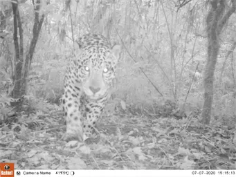 Jaguar.JPG