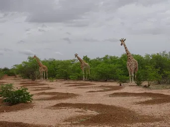 2022_ASGN_Kouré_Suivi girafes (5).jpg