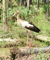 Image by wcsparaguay@wcs.org