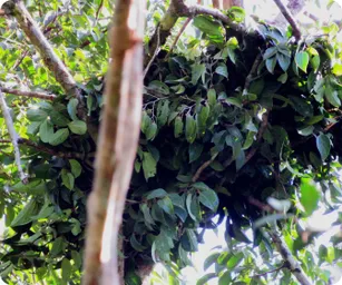 Image by wcsmalaysia@wcs.org