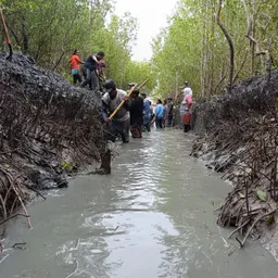 Restauracion Canal Bebrberia