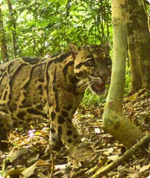Image by WCS Cameral trap image