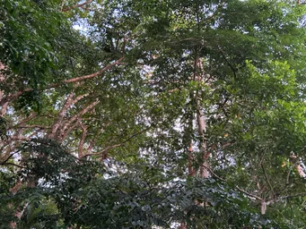 2023_Bioparc_Farankaraina (1).jpeg