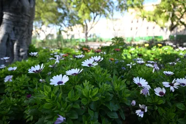 Spencer Gardens 2
