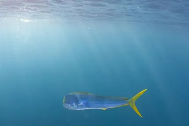 Dolphinfish or mahi mahi