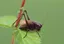Managing the habitat of the Endangered Adriatic Marbled Bush-cricket