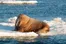 Arctic Shelf Marine Waters